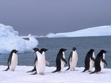 Antarctica  colony of adelie penguins