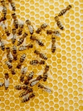 Bees on Honeycomb