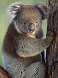 Koala bear