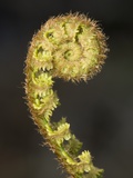 Close-up of Fern Fiddlehead