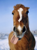 Horse sticking out tongue