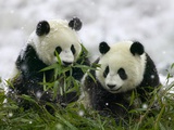 Giant Panda Cubs in Snowfall