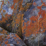 Red Lichen on Rocks