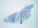 Beeches in the snow