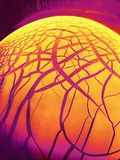 Dryed Drop of Blood