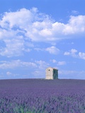 Blooming lavender and stone house in France
