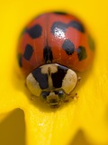 Ladybug on a Flower