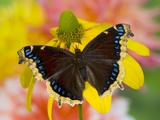 Morning Cloak North American Butterfly