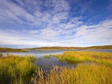 Tundra Marsh