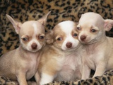 Three Chihuahuas
