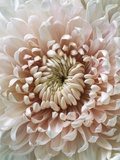 Chrysanthemum Rose Hybrid