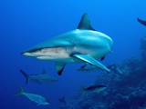 Gray Reef Shark