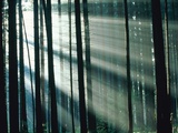 Sunbeams streaming through forest