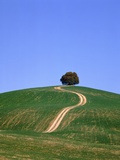 Oak tree on a field in the Tuscany