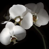 White Phalaenopsis Orchids