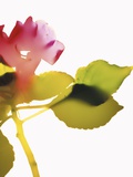 Impatiens