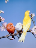Three different colourful canaries sitting on a branch with blossoms