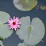 Water Lily on Hoan Kiem Lake  Hanoi  Vietnam
