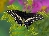 Female Black Swallowtail Butterfly on Colorful Flowers