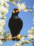 Beo is sitting on a branch with white blossoms