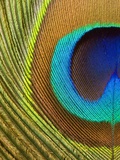 Peacock Feather