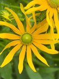 Rubeckia Hirta Flowers