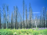 Dying forest in the Yosemite National Park  California  USA
