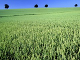 Wheat field