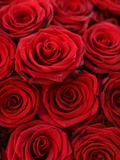 Bouquet of Red Roses