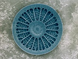 Microscopic View of Diatom