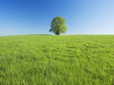 Solitary Tree