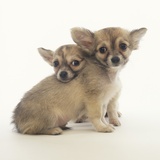 2 Long-Haired Chihuahuas
