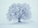 Snow covered tree
