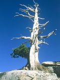 Dead tree in the Yosemite National Park  California  USA