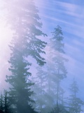 USA  California  Redwood National Park  forest and sun rays