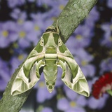 Oleander hawk moth sitting on a branch