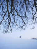 Trees in Winter