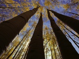Towering Aspens