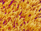 Rod and Cone Layer of Retina of Rabbit