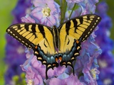 Female Eastern Tiger Swallowtail Butterfly on Delphinium