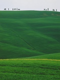 Meadows and cypresse in the Tuscany