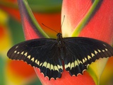 Polydamas Swallowtail Butterfly on Heliconia Flower