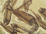 Fossilized Devonian Fish