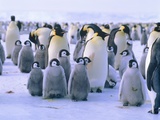 Emperor penguin with young animal