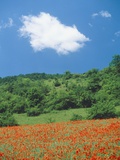 Poppy meadow in landscape