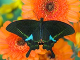 Paris Peacock Butterfly on Orange Gerber Daisy