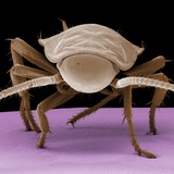 Juvenile Cockroach