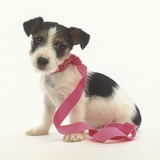 Jack Russell Puppy Wearing Pink Ribbon