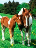 Pied mare with foal in a meadow