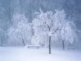 Landscape with bench in winter
